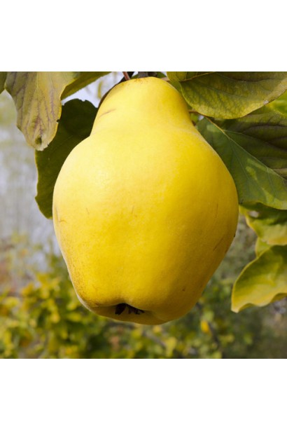 Cydonia oblonga ‘Rumo’